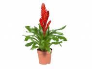 Bromelia , cena 0,00 PLN za 
- stanowisko powinno być jasne ...