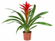 Frizea lub Guzmania , cena 16,99 PLN za 1 szt. 
- Guzmania ...