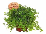 Pilea , cena 9,99 PLN za 1 szt. 
- należy ją ustawiać w ...