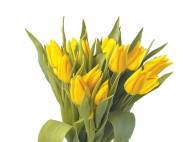 Tulipany 5 szt. , cena 7,99 PLN za 1 szt. 
- 5 szt. w bukiecie ...