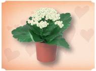 Kalanchoe mini , cena 3,49 PLN za 1 szt. 
- Wysokość min. ...