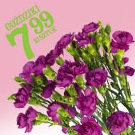 Goździki , cena 7,99 PLN za 10 szt. 
-  Goździki 
-  10 sztuk
