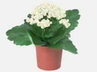 Kalanchoe mini , cena 3,79 PLN za 1 szt., dostępne od 11,02 ...