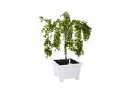 Donica kwadratowa Florabest, cena 22,99 PLN za 1 szt. 
- z zasobnikiem ...