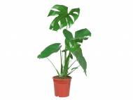 Rośliny zielone , cena 19,99 PLN za 1 szt. 
Dracena marginata
w ...