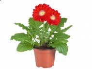 Gerbera , cena 9,99 PLN za L1 szt. 
- idealne stanowisko powinno ...