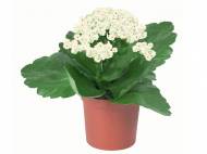 Kalanchoe mini , cena 3,99 PLN za 1 szt. 
- kwitnie obficie ...