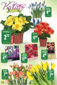Piękne kwiaty w Lidlu: prymula, rośliny cebulowe, begonia, ...