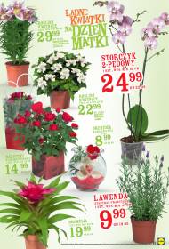 Kwiaty na Dzień Matki: rośliny kwitnące, orchidee, storczyki. ...