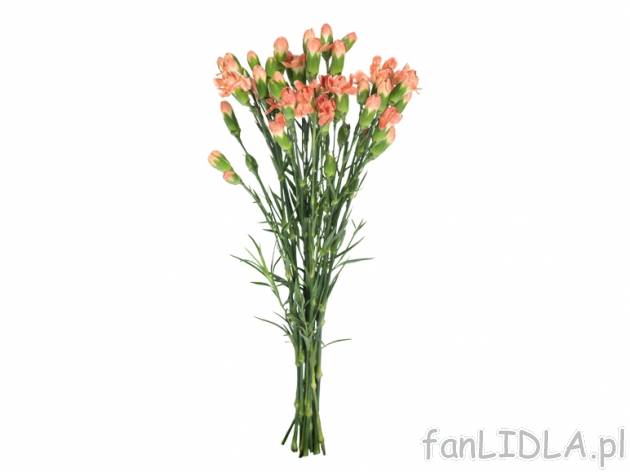 Goździki 10 szt. , cena 6,99 PLN za 10 sz. 
- wys. min. 50 cm 
- dostępność ...