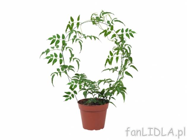 Rośliny kwitnące , cena 22,99 PLN za 1 opak. 
- Gardenia
 -wymaga stanowiska ...