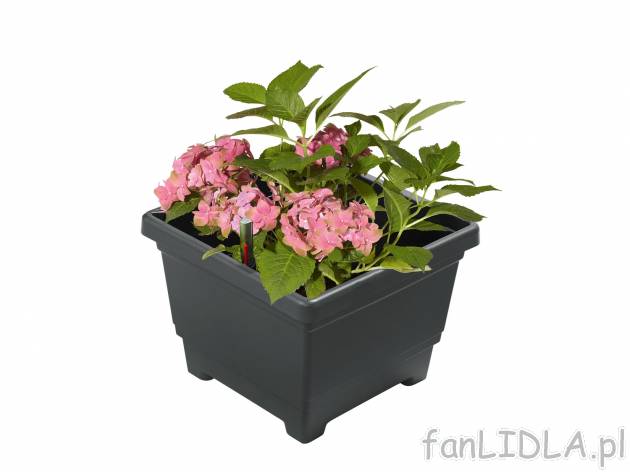 Donica z systemem nawadniania , cena 24,99 PLN 
- ok. 38 x 28 x 38 cm (szer. x ...