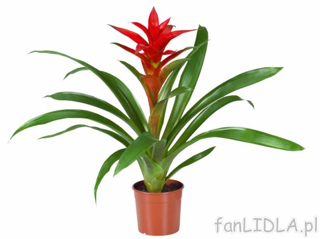 Frizea lub Guzmania , cena 16,99 PLN za 1 szt. 
- Guzmania 
- kwitnie od listopada ...