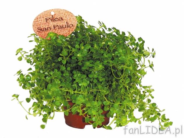 Pilea , cena 9,99 PLN za 1 szt. 
- należy ją ustawiać w miejscach jasnych, gdzie ...