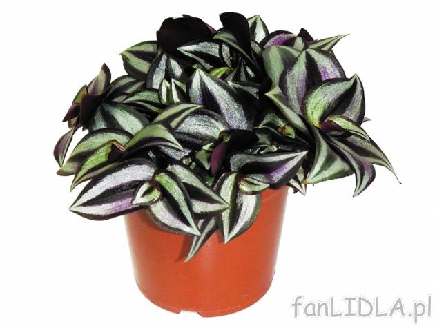Tradescantia , cena 9,99 PLN za 1 szt. 
- optymalne stanowisko powinno być półcieniste, ...