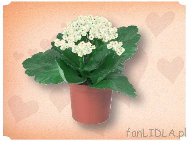 Kalanchoe mini , cena 3,49 PLN za 1 szt. 
- Wysokość min. 14 cm 
- Oferta ważna ...