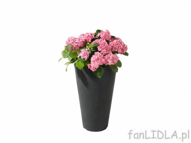 Donica Florabest, cena 59,90 PLN za 1 szt. 
- do wyboru: 
- okrągła, wymiary: ...