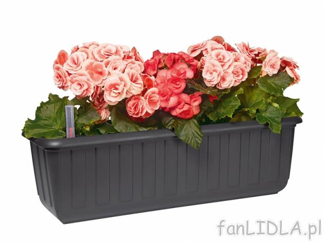 Donica okrągła lub skrzynka 60 cm z systemem nawadniania Florabest, cena 19,99 ...