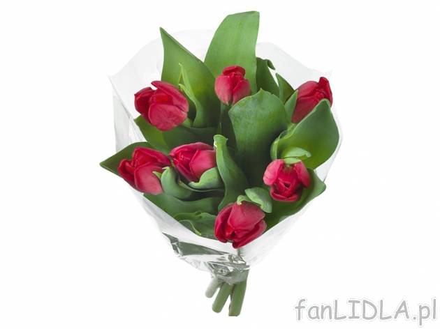 Tulipany 7 szt. , cena 6,88 PLN za 7 szt., dostępne 13,02 i 14,02 PLN. 
- dostępne ...