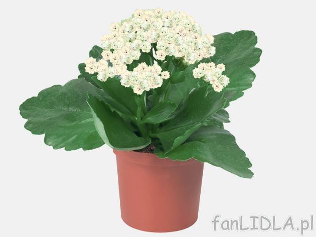 Kalanchoe mini , cena 3,79 PLN za 1 szt., dostępne od 11,02 PLN. 
- dostępne od ...