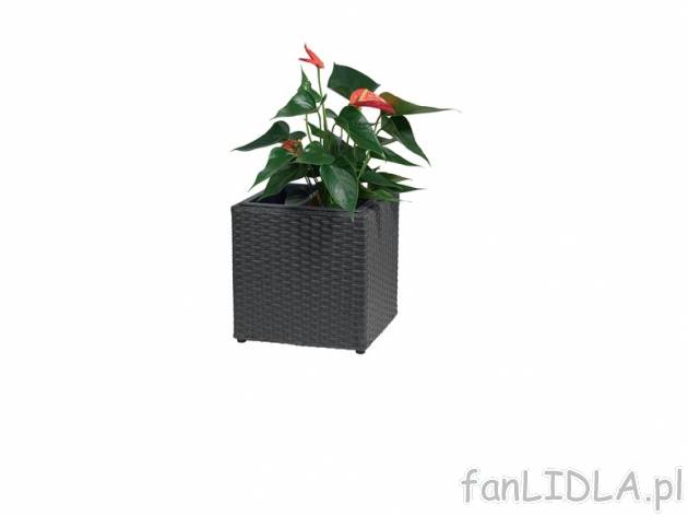 Doniczka Florabest, cena 49,99 PLN za 1 szt. 
- z technorattanu 
- z wyjmowanym ...