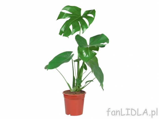 Rośliny zielone , cena 19,99 PLN za 1 szt. 
Dracena marginata
w warunkach domowych ...