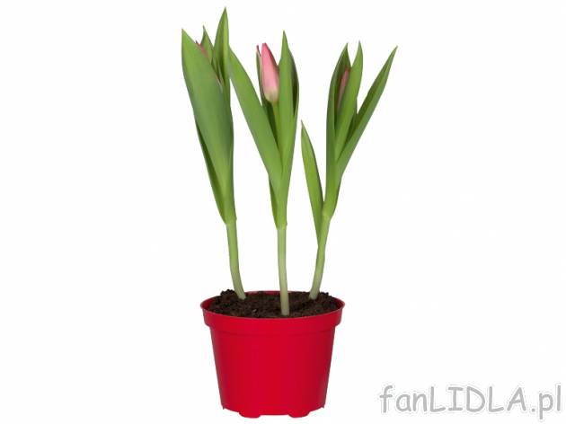 Rośliny cebulowe mix , cena 6,99 PLN za min. 4 cebule 
Krokus
idealne stanowisko ...