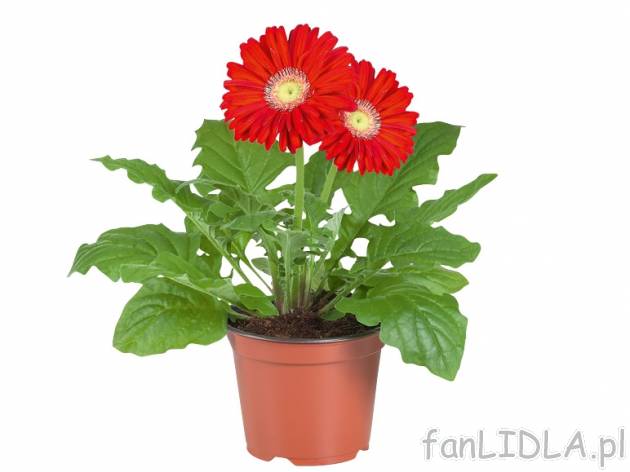 Gerbera , cena 9,99 PLN za L1 szt. 
- idealne stanowisko powinno być jasne, ciepłe, ...