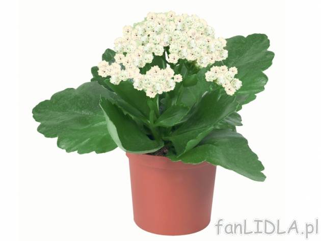 Kalanchoe mini , cena 3,99 PLN za 1 szt. 
- kwitnie obficie również w porze zimowej
- ...
