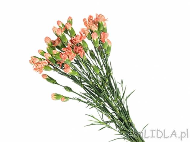 Goździki 10 szt. , cena 7,99 PLN za 1 opak. 
-  10 szt. w bukiecie
-  wysokość: 50 cm