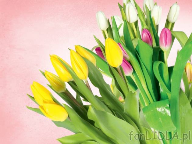 Tulipany , cena 5,55 PLN za 7 szt. 
- wysokość min 35 cm
Jak to było w piosence: ...