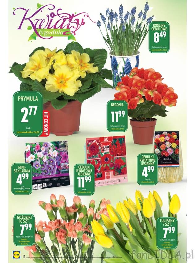 Piękne kwiaty w Lidlu: prymula, rośliny cebulowe, begonia, jesienne cebulki kwiatowe, ...