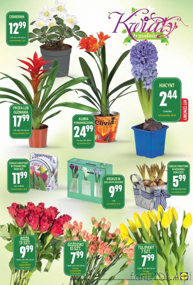 Lidl oferuje świeże kwiaty w środku zimy. Promocja na kwiaty doniczkowe, np. ...