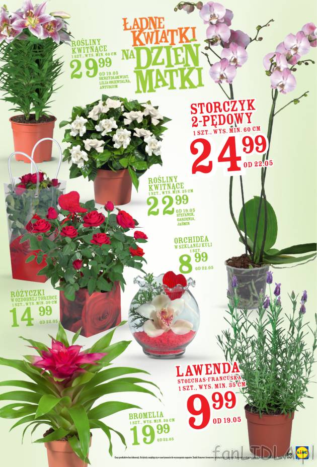 Kwiaty na Dzień Matki: rośliny kwitnące, orchidee, storczyki. Lawenda Róża