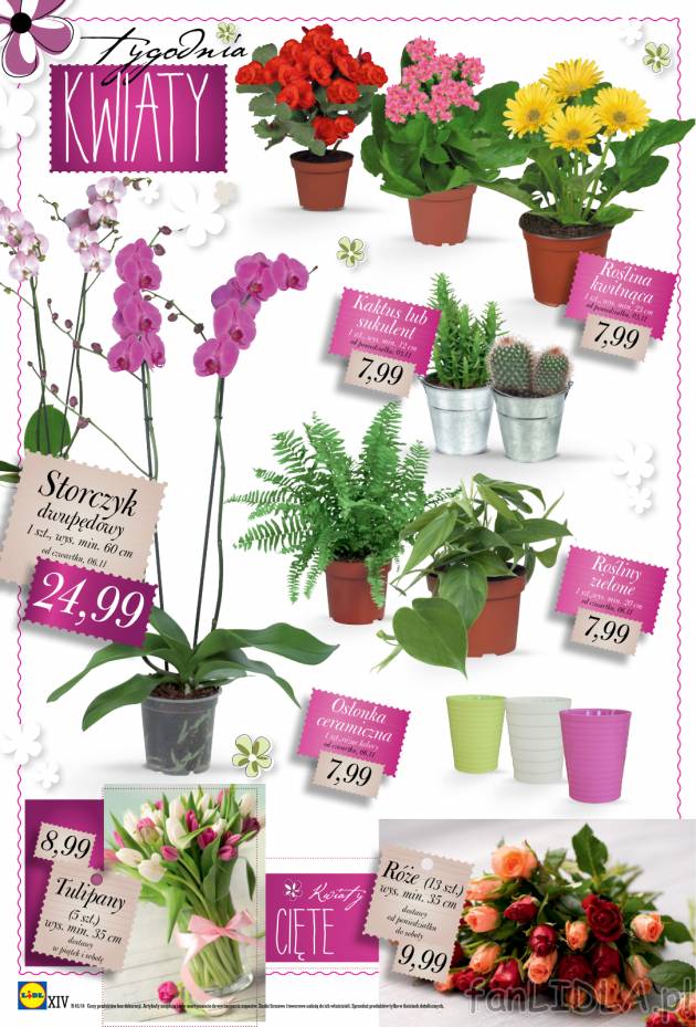 Piękne kwitnące kwiaty znajdziesz w Lidlu za 7,99 zł.