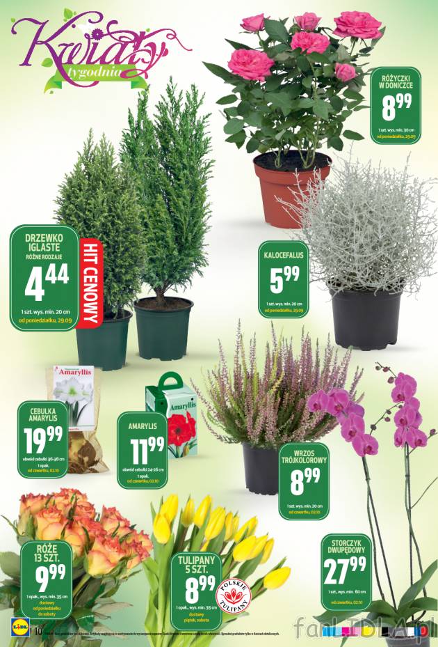 W ofercie kwiaty tygodnia znajdziesz drzewka iglaste, wrzosy, róże w doniczkach ...