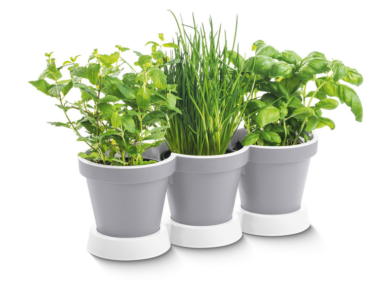 PARKSIDE® Doniczka potrójna | LIDL.PL Parkside , cena 17,99 PLN
Opis produktu ...