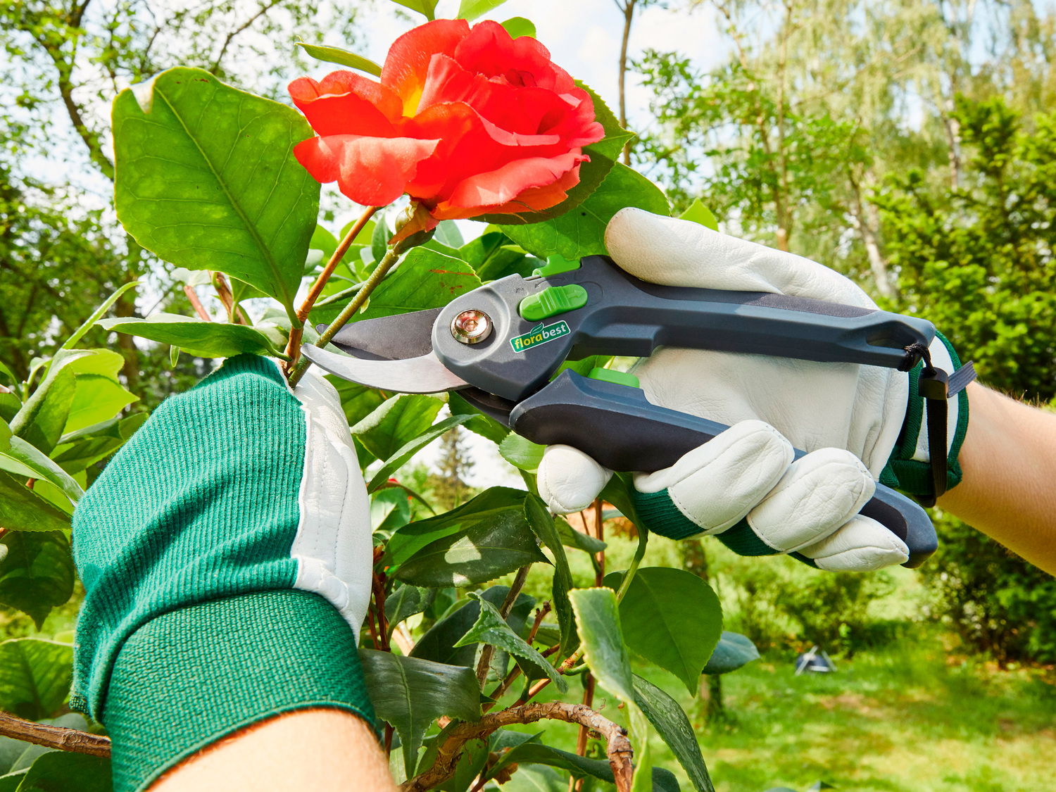 Sekator Florabest, cena 14,99 PLN
- ostrze z powłoką antyadhezyjną (Ilaflon®)
- ...